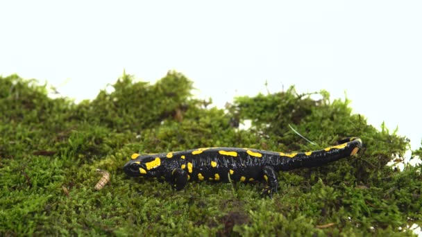 Zwolnij Salamandra Salamandra Maculosa Zielonym Meczu Białym Tle — Wideo stockowe