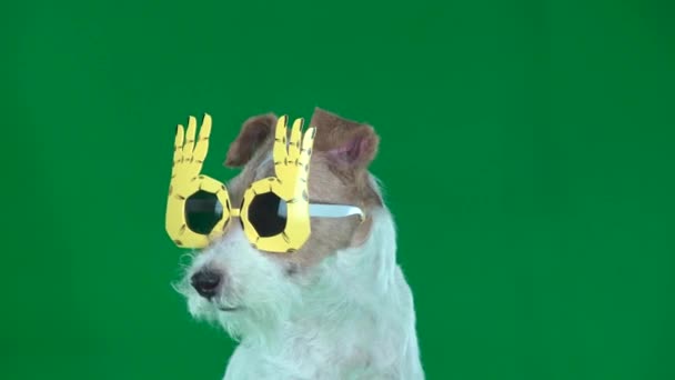 Fox Terrier Geel Glas Close Groen Scherm — Stockvideo