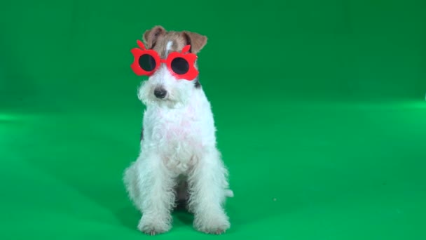 Fox Terrier Sitzt Roter Brille Auf Grünem Bildschirm — Stockvideo