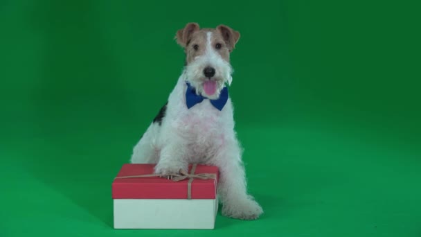 Fox Terrier Κάθεται Δίπλα Ένα Δώρο — Αρχείο Βίντεο
