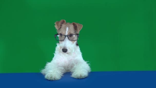 Fox Terrier Con Gafas Mesa Sosteniendo Una Placa Blanco Lista — Vídeos de Stock