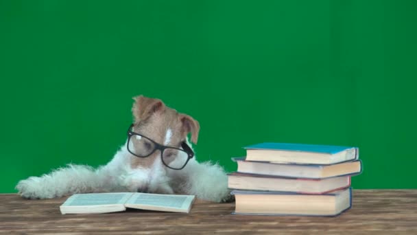 Fox Terrier Okularami Czytanie Książek Zielony Ekran — Wideo stockowe
