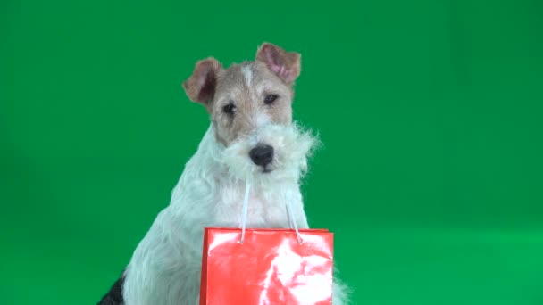 Fox Terrier Con Bolsa Naranja Pantalla Verde Primer Plano — Vídeo de stock