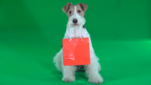Fox Terrier avec sac orange écran vert 