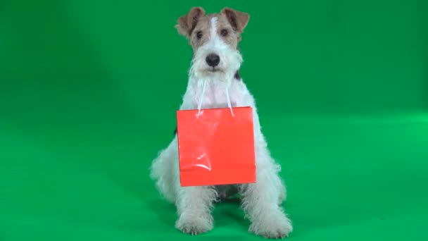 Fox Terrier Con Pantalla Verde Bolsa Naranja — Vídeos de Stock