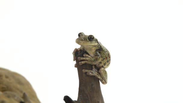 Frosch Sitzt Auf Einem Stein Auf Hölzernem Snag Weißen Hintergrund — Stockvideo