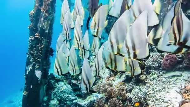 Grupp Tallfin Batfish Pier Och Riff Edge Kri Raja Ampat — Stockvideo
