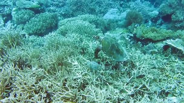 Hawksbill Sea Turtle Swim Hard Coral Reef Raja Ampat Kri — Vídeo de stock