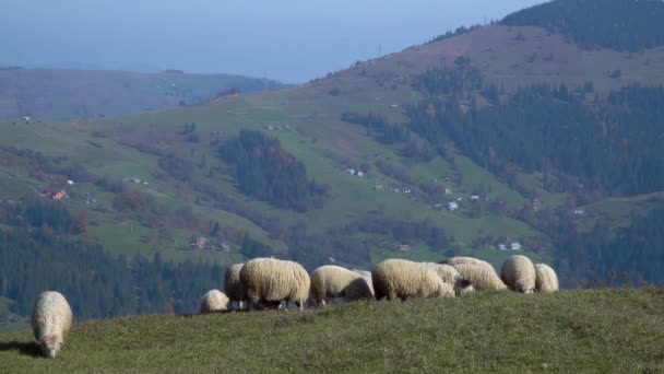 Herd Sheeps Foggy Meadows — Stock Video