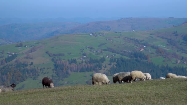  Troupeau de moutons dans Foggy Meadows  