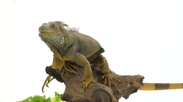 Iguana Wooden Snag Terisolasi Latar Belakang Putih — Stok Video