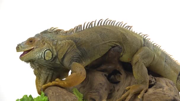 Iguana Wooden Snag Isolated White Background — Stock Video