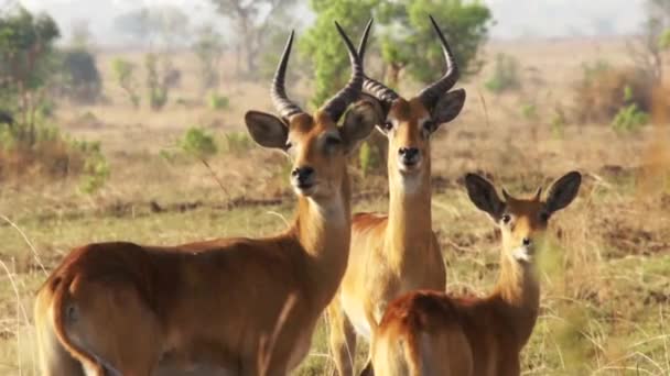 Impala Ram Motionless Afrika — Stockvideo