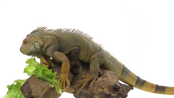 Iguana Wooden Snag Isolated White Background — Stock Video