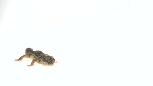 Luipaard Gecko Standard Form Eublepharis Macularius Witte Achtergrond — Stockvideo