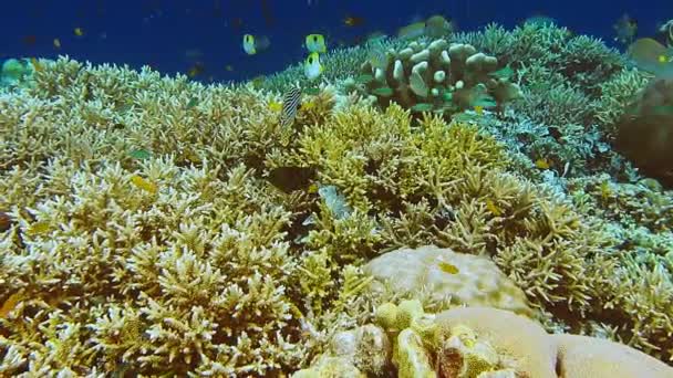 インドネシアのラジャアンパットで熱帯魚がたくさんいるカラフルなサンゴ礁に触れる — ストック動画