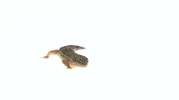 ปแบบมาตรฐานเส อดาว Gecko Eublepharis Macularius ในพ นหล ขาว — วีดีโอสต็อก