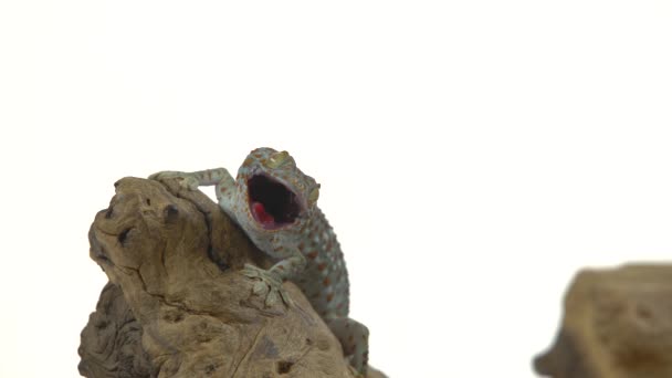 Luipaard Gecko Standard Form Eublepharis Macularius Houten Zeurpiet Witte Achtergrond — Stockvideo