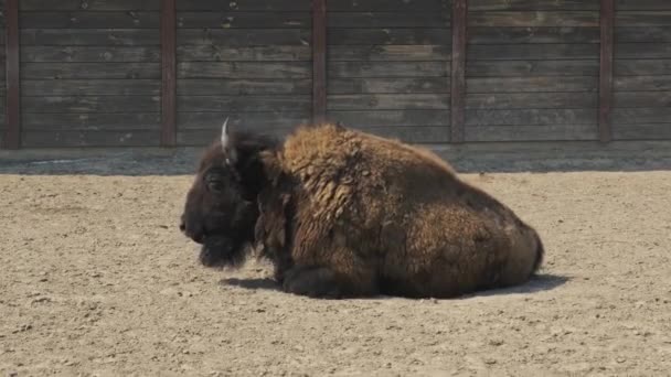 Мужчина Бизон Стоящий Ранчо European Wood Bison Priscus Zubr Wise — стоковое видео