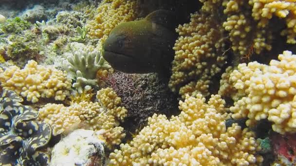 Moray Eel Asomándose Desde Arrecife Coral — Vídeo de stock