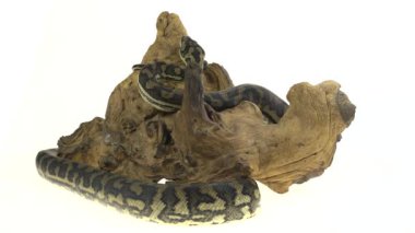  Python Morelia Spilota Variegata Beyaz Arkaplanda Ahşap Kapan Taşta