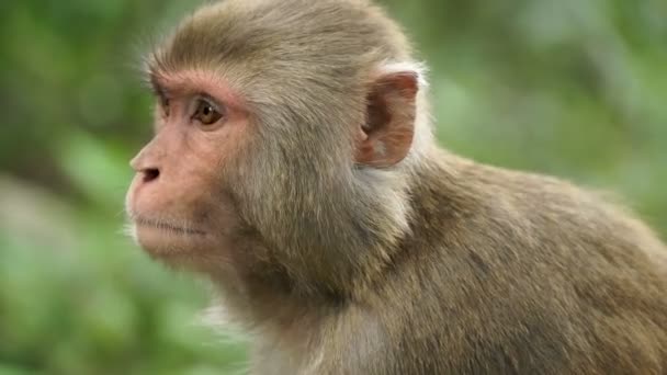 Portret Van Een Aap Jungle — Stockvideo