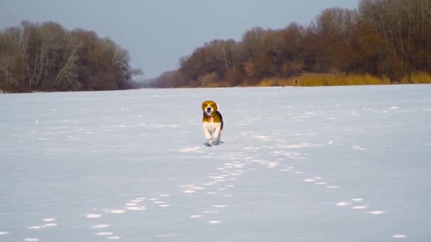 Cucciolo Che Corre Attraverso Neve — Video Stock