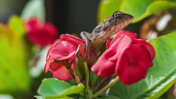 ユーフォルビアのオリエンタルガーデントカゲ タイの美しい花 — ストック動画