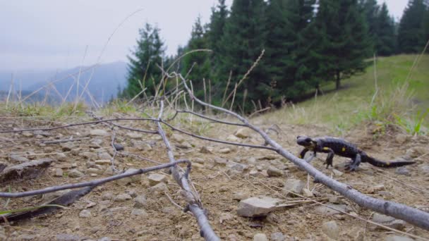 Mlok Divočině — Stock video