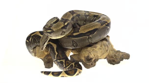 Royal Python Python Regius Encaixe Madeira Estúdio Contra Fundo Branco — Vídeo de Stock