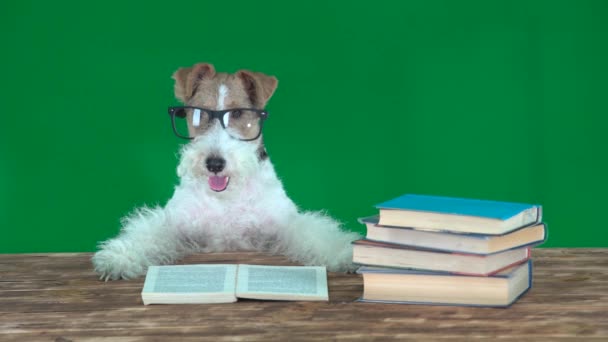 Perro Escuela Con Libros Pantalla Verde — Vídeos de Stock