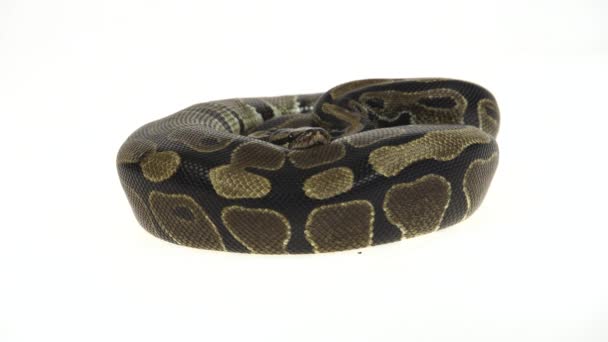 Royal Python Python Regius Aislados Estudio Sobre Fondo Blanco — Vídeo de stock