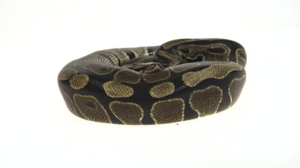 Royal Python Python Regius Isolated Studio White Background — Stock Video