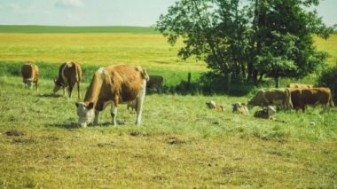 Yeşil Tarlada Beyaz ve Kahverengi İnekler Otlağı, Sarı Tarla ve Arkaplanda Ağaç