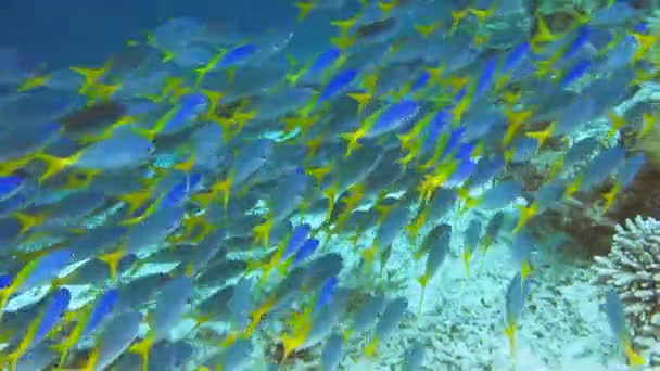 School Yellow Tail Fusilier Caesio Cuning Rörliga Längs Coral Riff — Stockvideo