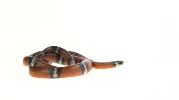 Sinaloan Milk Snake Lampropeltis Triangulum Sinaloae Přední Části Bílého Pozadí — Stock video