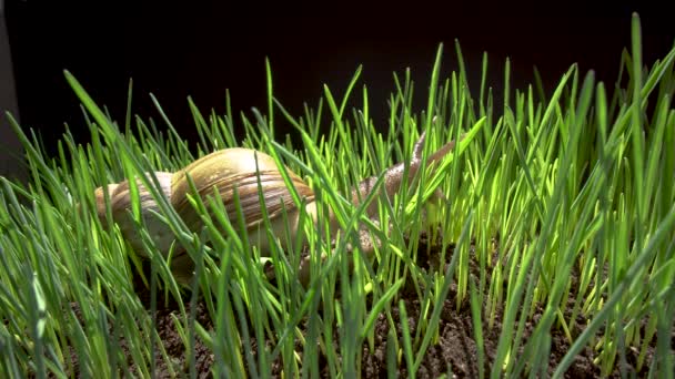 Равлики Траві — стокове відео