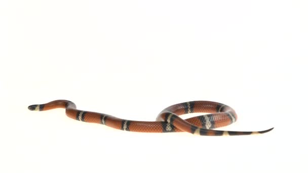 Serpiente Leche Sinaloa Lampropeltis Triangulum Sinaloae Frente Fondo Blanco — Vídeos de Stock