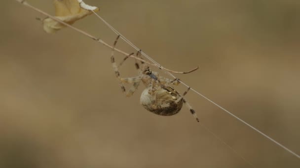 Örümcek Ağı Doğada — Stok video