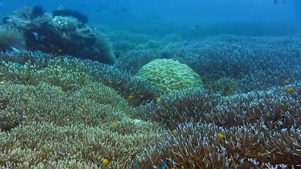 Raja Ampat在Melissa花园珊瑚礁上方的蓝色清澈海水中潜水 — 图库视频影像