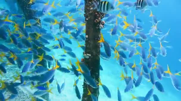 Swarm Yellow Tail Fusilier Caesio Cuning Swimming Pier Pole Raja — Stock video