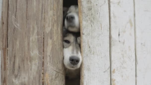 Две Собаки Смотрящие Сквозь Деревянный Забор Видео Две Охотничьи Собаки — стоковое видео