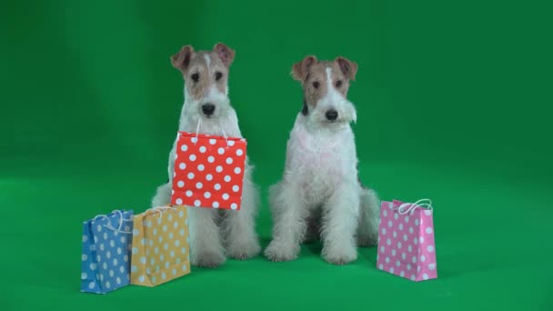Twee Fox Terriers Staan Buurt Van Gift Bags Green Screen — Stockvideo