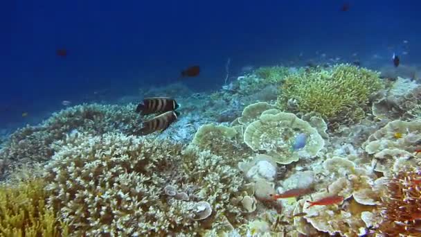 Smaragdenglefisker Som Spilte Mellom Fabelaktig Levende Korallrev Spennende Uforglemmelig Dykking – stockvideo