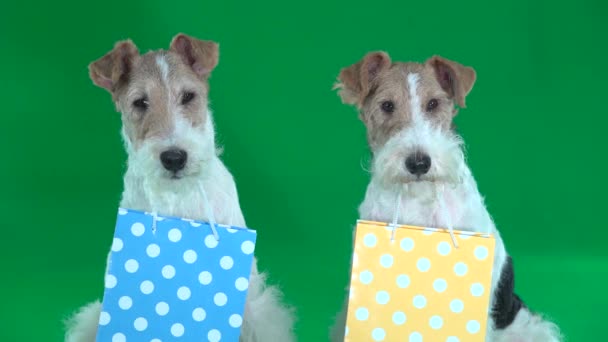 Twee Fox Terriers Met Feestelijke Tassen Het Teeth Green Screen — Stockvideo