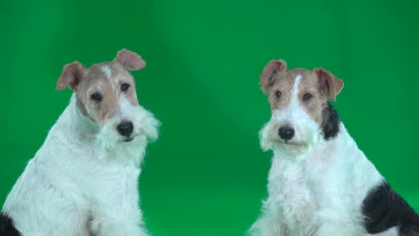 Dos Fox Terriers Sentados Pantalla Verde — Vídeo de stock