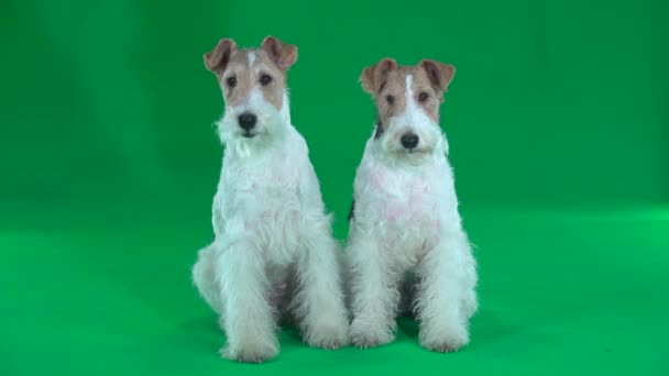 Twee Zittende Fox Terriers Green Screen — Stockvideo