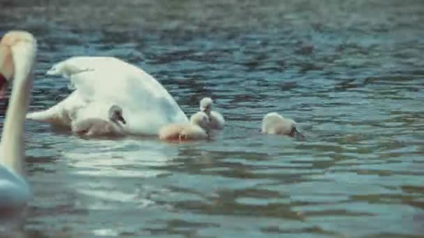 Два Белых Патента Лебедь Плавает Кормит Детей Отражая Волнистую Воду — стоковое видео