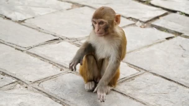 Monyet Muda Kota Kathmandu — Stok Video