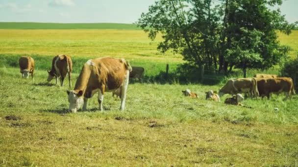 Bílé Hnědé Krávy Pastviny Zeleném Poli Žluté Pole Strom Pozadí — Stock video
